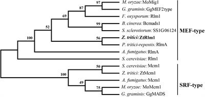 MADS-Box Transcription Factor ZtRlm1 Is Responsible for Virulence and Development of the Fungal Wheat Pathogen Zymoseptoria tritici